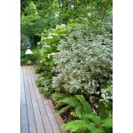 Αγγελική Λεπτόφυλλη Πανασέ Silver Queen | Κηπογεωργική