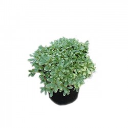 Variegated Pittosporum Shrub (Pittosporum tobira Variegatum) | Evergreen Shrubs & Trees Variegated Pittosporum Shrub (Pittosporum tobira Variegatum) | kipogeorgiki.gr