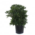 Japanese Pittosporum Shrub (Pittosporum tobira) | kipogeorgiki.gr