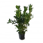 Japanese Pittosporum Shrub (Pittosporum tobira) | kipogeorgiki.gr