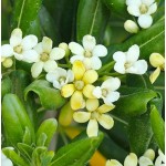 Japanese Pittosporum Shrub (Pittosporum tobira) | kipogeorgiki.gr