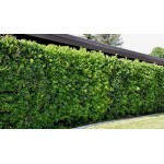 Japanese Pittosporum Shrub (Pittosporum tobira) | kipogeorgiki.gr