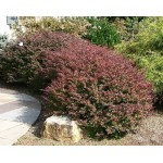 Japanese Barberry Shrub (Berberis thunberbii ‘Atropurpurea') | Shrubs for Hedges, Flowering & Landscape Japanese Barberry Shrub (Berberis thunberbii ‘Atropurpurea') | kipogeorgiki.gr