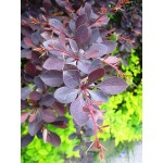 Japanese Barberry Shrub (Berberis thunberbii ‘Atropurpurea') | Shrubs for Hedges, Flowering & Landscape Japanese Barberry Shrub (Berberis thunberbii ‘Atropurpurea') | kipogeorgiki.gr