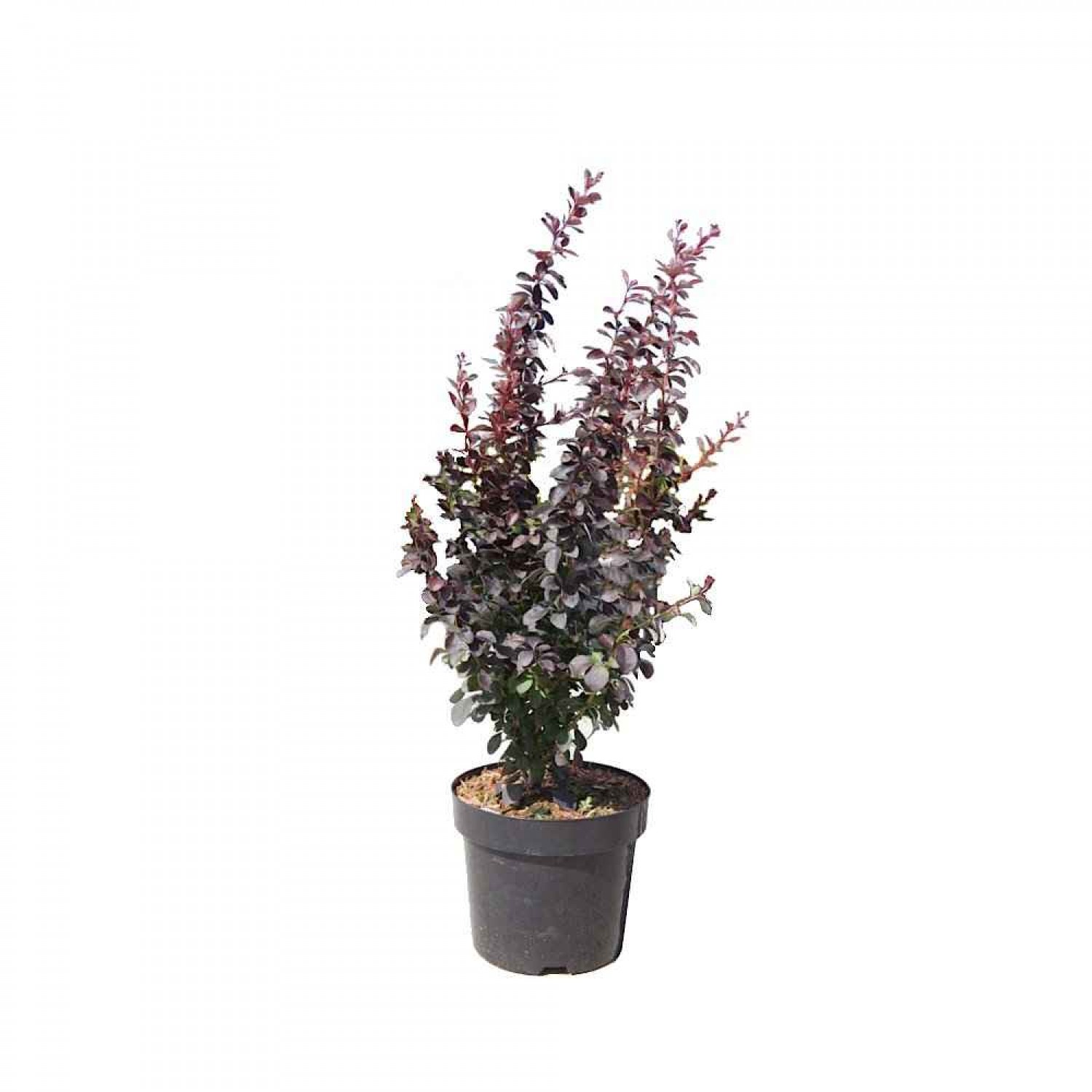Japanese Barberry Shrub (Berberis thunberbii ‘Atropurpurea') | Shrubs for Hedges, Flowering & Landscape Japanese Barberry Shrub (Berberis thunberbii ‘Atropurpurea') | kipogeorgiki.gr