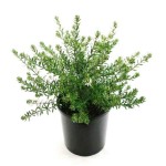 Coastal Rosemary Shrub (Westringia fruticosa) | Plants and Shrubs for Hedges and Flowering Coastal Rosemary Shrub (Westringia fruticosa) | Kipogeorgiki