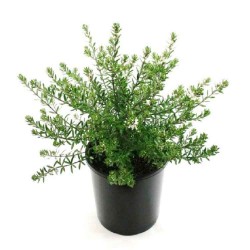 Coastal Rosemary Shrub (Westringia fruticosa) | Plants and Shrubs for Hedges and Flowering Coastal Rosemary Shrub (Westringia fruticosa) | Kipogeorgiki
