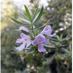 Coastal Rosemary Shrub (Westringia fruticosa) | Plants and Shrubs for Hedges and Flowering Coastal Rosemary Shrub (Westringia fruticosa) | Kipogeorgiki