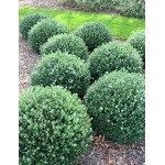 Coastal Rosemary Shrub (Westringia fruticosa) | Plants and Shrubs for Hedges and Flowering Coastal Rosemary Shrub (Westringia fruticosa) | Kipogeorgiki