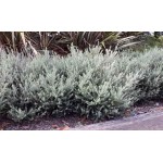 Coastal Rosemary Shrub (Westringia fruticosa) | Plants and Shrubs for Hedges and Flowering Coastal Rosemary Shrub (Westringia fruticosa) | Kipogeorgiki