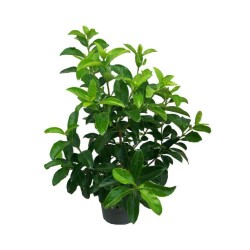 Λούσιντουμ Βιβούρνα (Viburnum tinus 'Lucidum') Θάμνοι