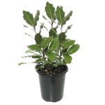 Δάφνη Απόλλωνος Θάμνος (Laurus nobilis) | Κηπογεωργική