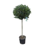 Δάφνη Απόλλωνος Θάμνος (Laurus nobilis) | Κηπογεωργική