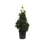 Δάφνη Απόλλωνος Θάμνος (Laurus nobilis) | Κηπογεωργική