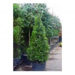 Δάφνη Απόλλωνος Θάμνος (Laurus nobilis) | Κηπογεωργική