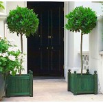 Δάφνη Απόλλωνος Θάμνος (Laurus nobilis) | Κηπογεωργική