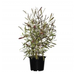 Δωδωναία Θάμνος (Dodonaea viscosa 'Purpurea')