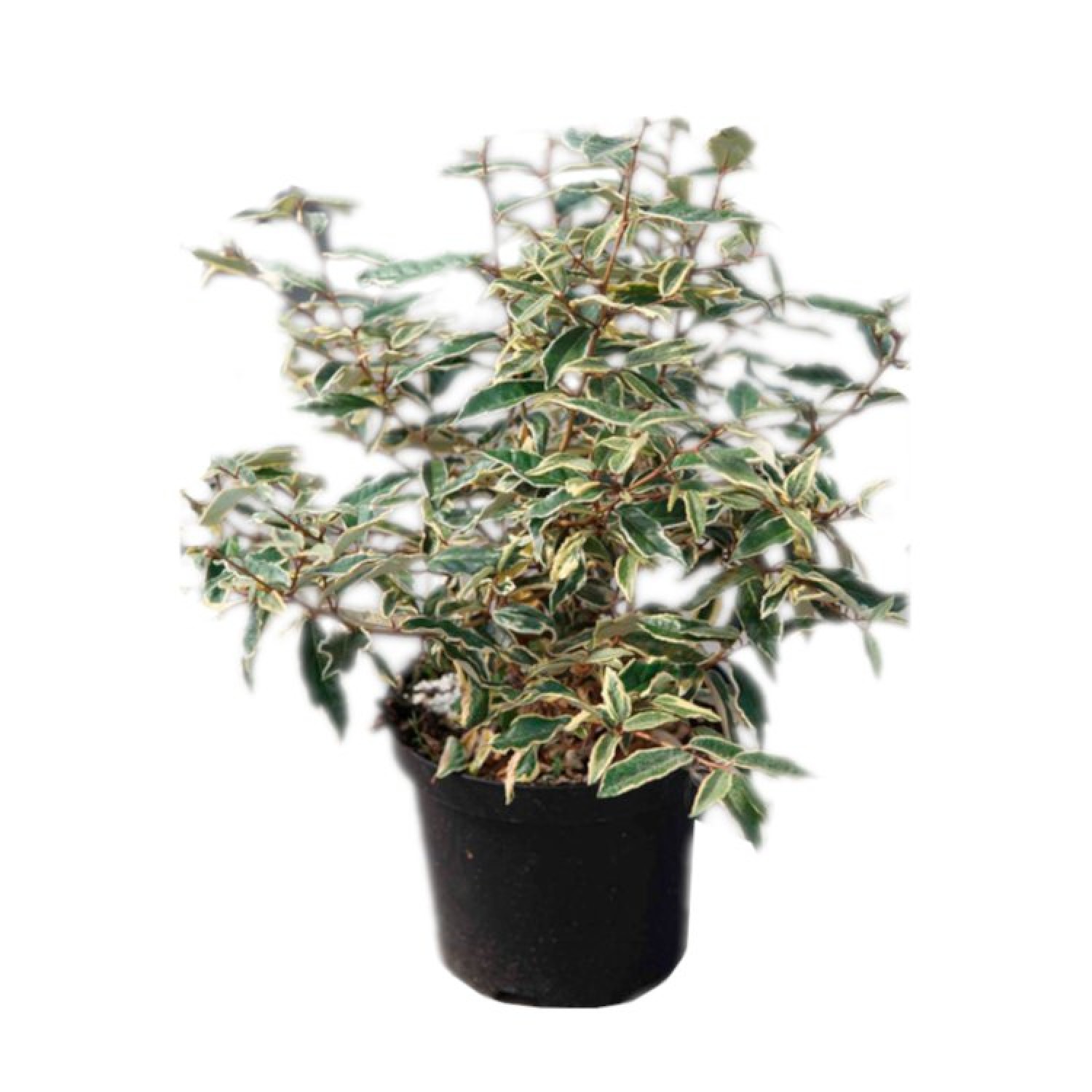 Ελαίαγνος Πανασέ Θάμνος (Elaeagnus pungens ‘Maculata Aurea’) | Κηπογεωργική