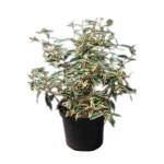 Ελαίαγνος Πανασέ Θάμνος (Elaeagnus pungens ‘Maculata Aurea’) | Κηπογεωργική