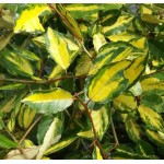 Ελαίαγνος Πανασέ Θάμνος (Elaeagnus pungens ‘Maculata Aurea’) | Κηπογεωργική