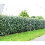 Ελαίαγνος Πράσινος Θάμνος (Elaeagnus x ebbingei) | Κηπογεωργική