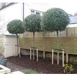 Ελαίαγνος Πράσινος Θάμνος (Elaeagnus x ebbingei) | Κηπογεωργική