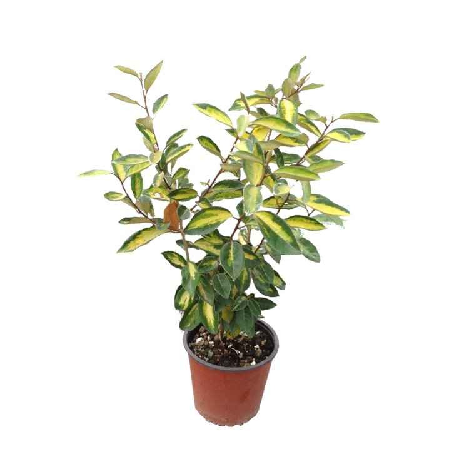 Ελαίαγνος Πανασέ Limelight Θάμνος | Κηπογεωργική