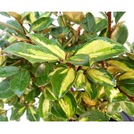 Ελαίαγνος Πανασέ Limelight Θάμνος | Κηπογεωργική