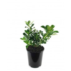 Escallonia rubra var. macrantha Bush | Kipogeorgiki
