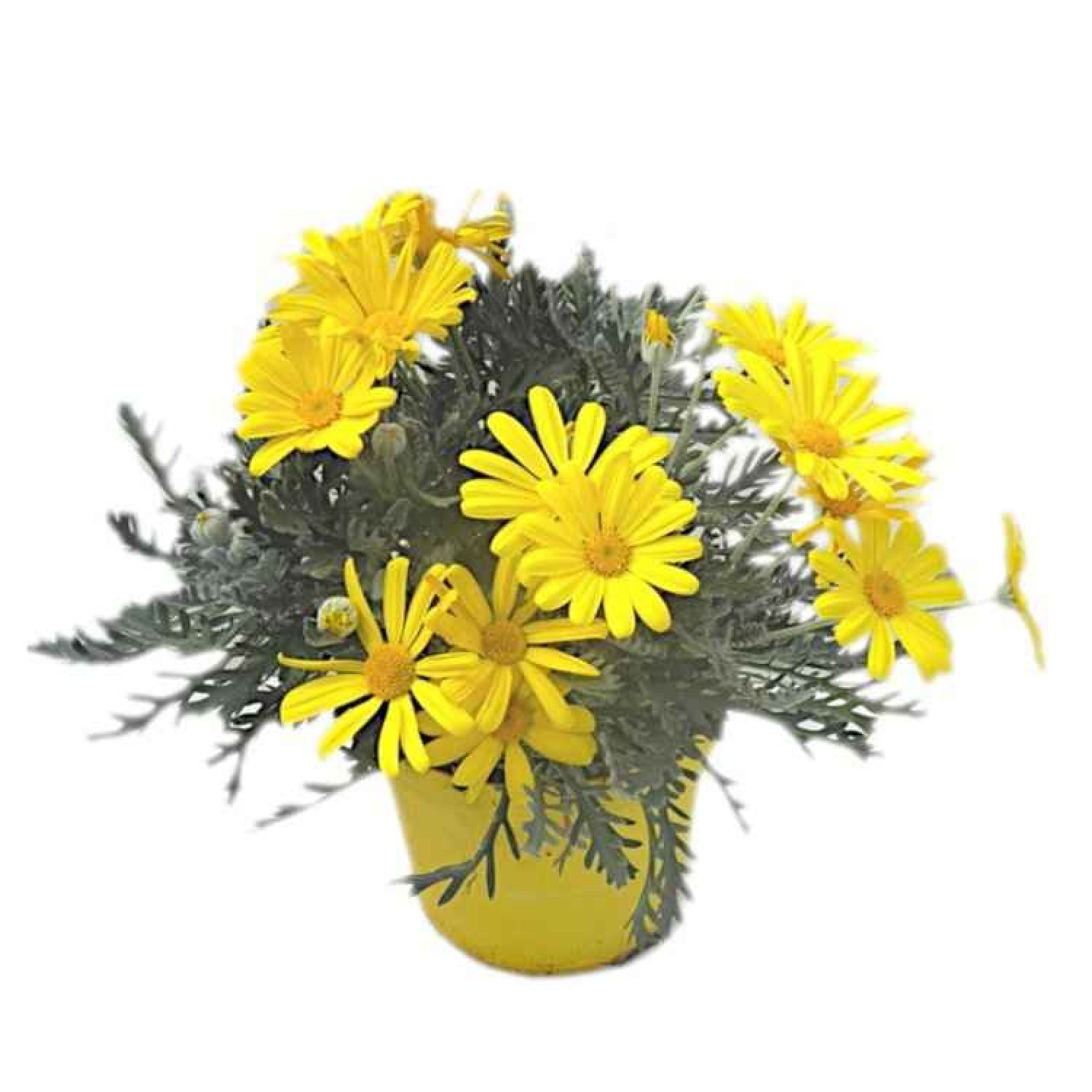 Grey-Leaved Euryops (Euryops pectinatus) | Kipogeorgiki