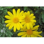 Grey-Leaved Euryops (Euryops pectinatus) | Kipogeorgiki