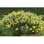 Grey-Leaved Euryops (Euryops pectinatus) | Kipogeorgiki