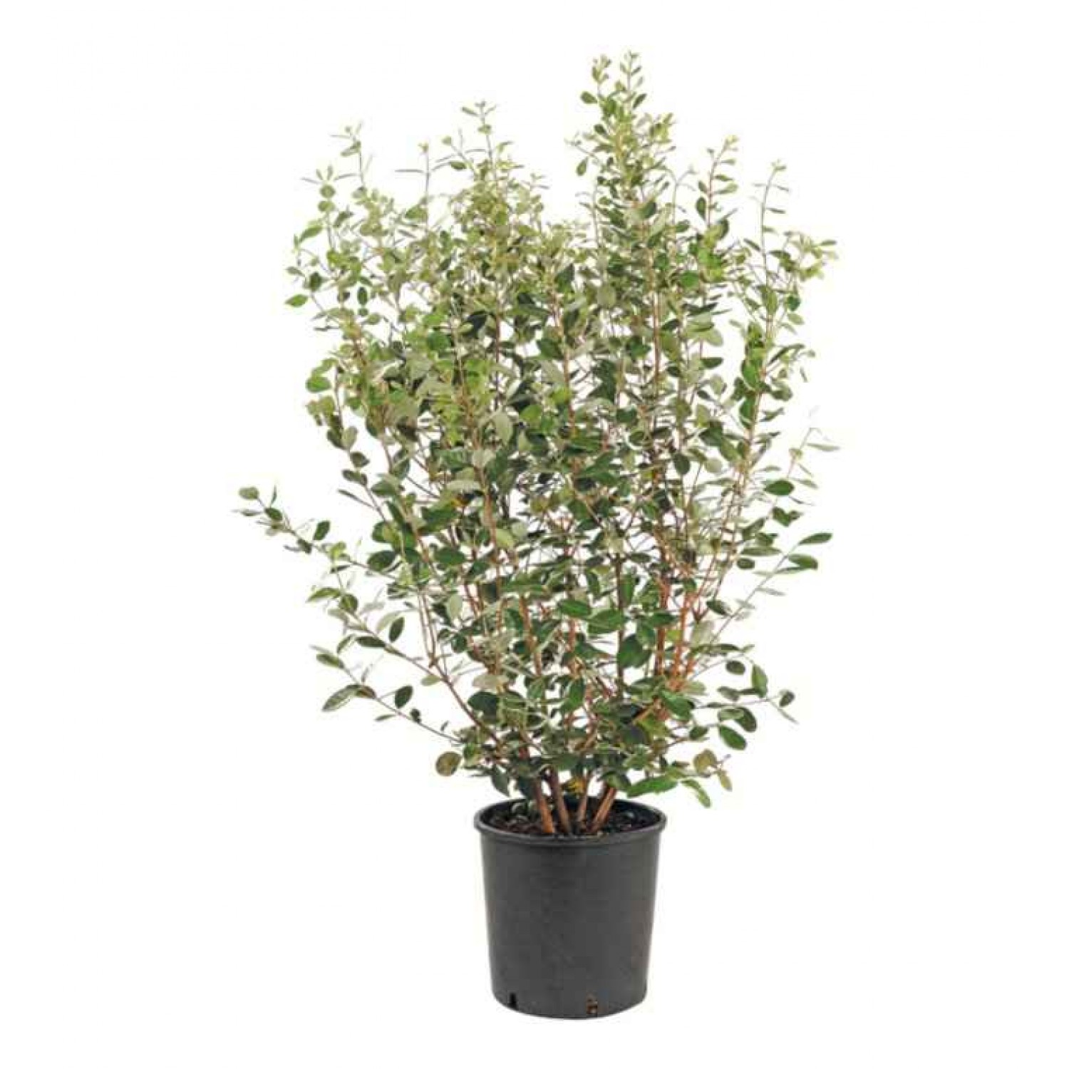 Pineapple Guava Shrub (Acca sellowiana) | kipogeorgiki.gr