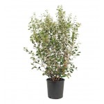 Pineapple Guava Shrub (Acca sellowiana) | kipogeorgiki.gr