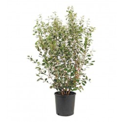 Pineapple Guava Shrub (Acca sellowiana) | kipogeorgiki.gr