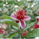 Pineapple Guava Shrub (Acca sellowiana) | kipogeorgiki.gr