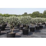 Pineapple Guava Shrub (Acca sellowiana) | kipogeorgiki.gr