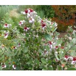 Pineapple Guava Shrub (Acca sellowiana) | kipogeorgiki.gr