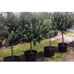 Pineapple Guava Shrub (Acca sellowiana) | kipogeorgiki.gr