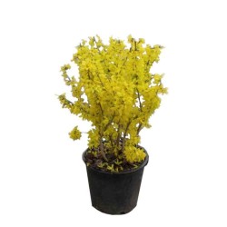 Forsythia x intermedia|kipogeorgiki.gr