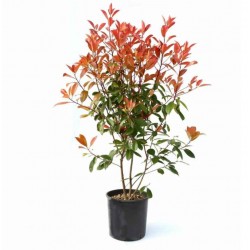 Red Robin (Photinia x fraseri)|kipogeorgiki.gr