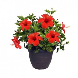 Chinese Hibiscus Shrub (Hibiscus rosa-sinensis) | Plants and Shrubs for Hedges and Flowering Chinese Hibiscus Shrub (Hibiscus rosa-sinensis) | kipogeorgiki.gr