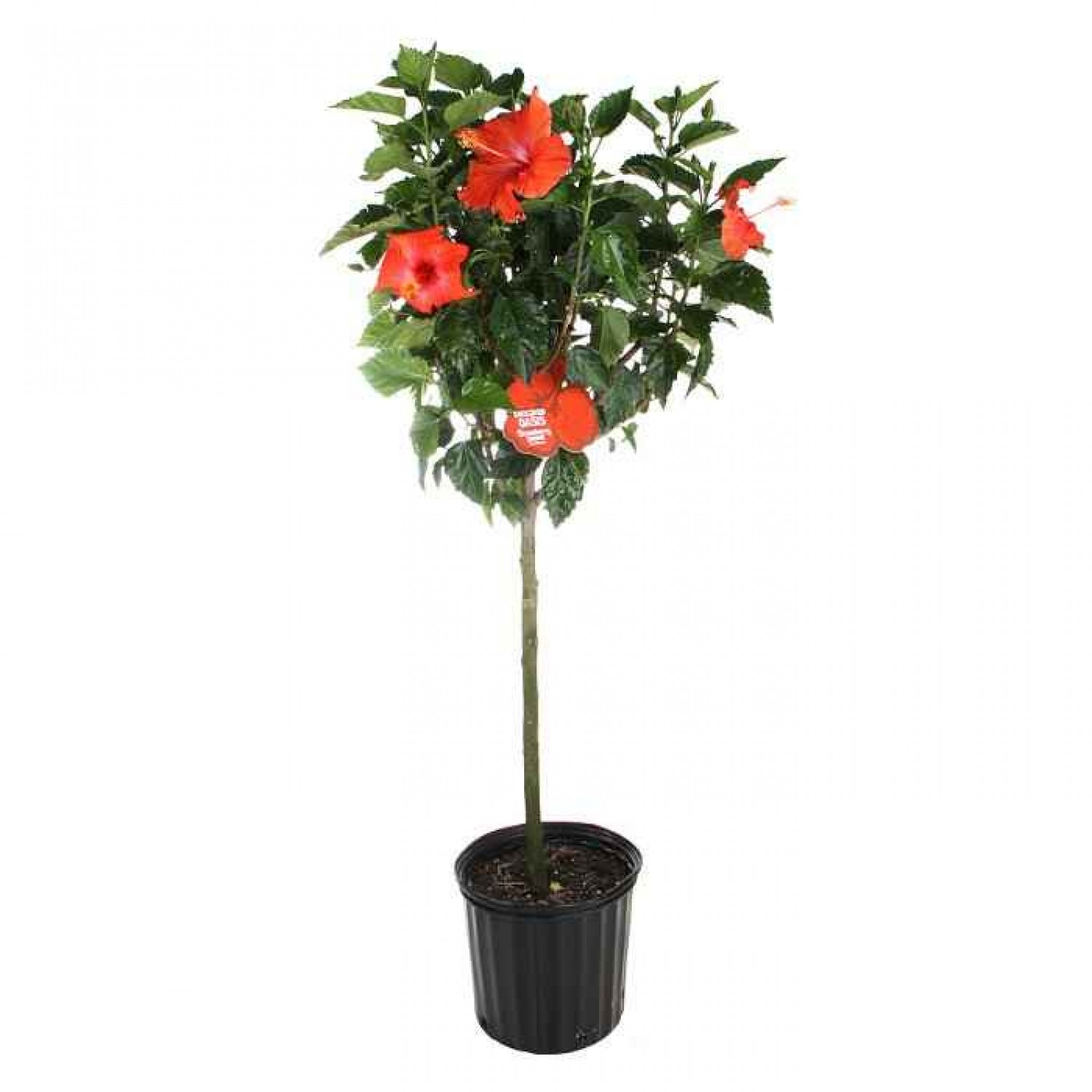 Chinese Hibiscus Tree (Hibiscus rosa-sinensis) | kipogeorgiki.gr