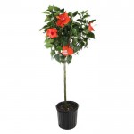 Chinese Hibiscus Tree (Hibiscus rosa-sinensis) | kipogeorgiki.gr