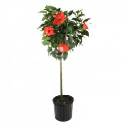 Chinese Hibiscus Tree (Hibiscus rosa-sinensis) | Plants and Shrubs for Hedges and Flowering Chinese Hibiscus Tree (Hibiscus rosa-sinensis) | kipogeorgiki.gr