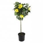 Chinese Hibiscus Tree (Hibiscus rosa-sinensis) | kipogeorgiki.gr