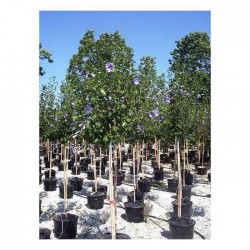 Ιβίσκος ο Συριακός Δέντρο (Hibiscus syriacus) | kipogeorgiki.gr