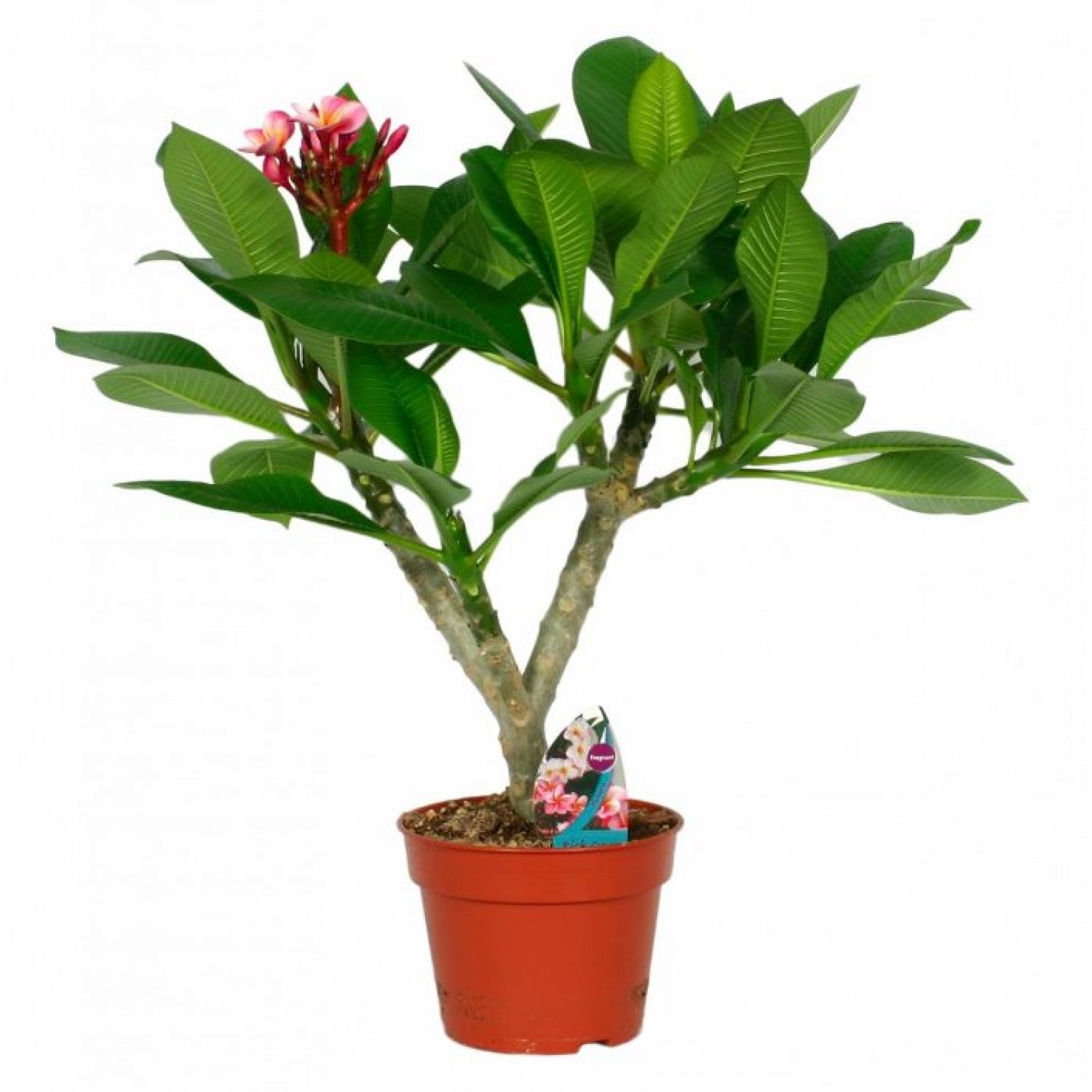 Ινδικό Φούλι Δενδρύλλιο (Plumeria rubra) | kipogeorgiki.gr