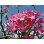 Ινδικό Φούλι Δενδρύλλιο (Plumeria rubra) | kipogeorgiki.gr