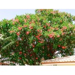 Ινδικό Φούλι Δενδρύλλιο (Plumeria rubra) | kipogeorgiki.gr